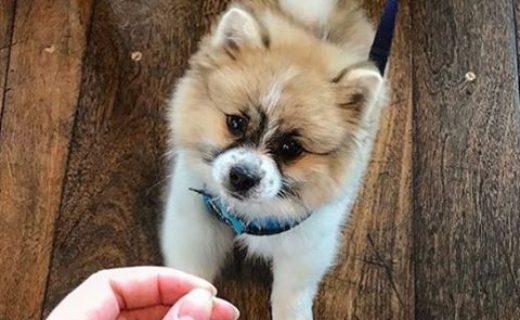 A wee wee Dug at Akva in Edinburgh – pic @akvaedinburgh⠀