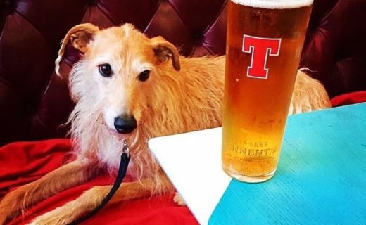 Alfie the Lurcher at The Jaffle Joint, Portobello – pic @auntywoo