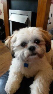 Archie from Blyth