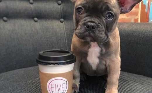 Coffee anyone? Check out Five Degrees Cafe in Edinburgh. Dugs Welcome! – pic @fivedegreescafe