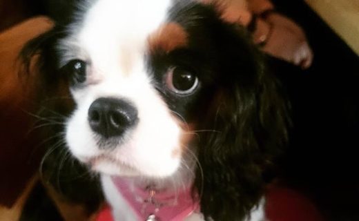 Cutie 6 month old Lilly in Scotch and Rye, Inverness – pic @scotchandrye