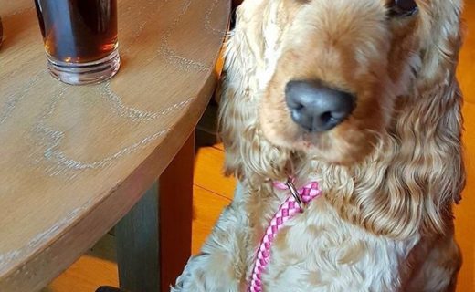 Daisy Dug at Harry Ramsden’s @ The Three Bridges, South Queensferry ❤ – pic from Lynn Wishart