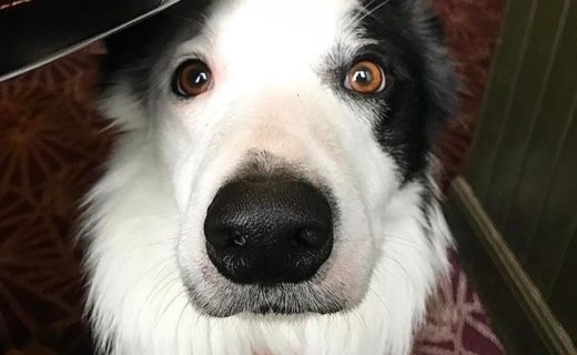Eddie hiding in the Ship Inn, North Berwick – pic @eddie_thebordercollie⠀