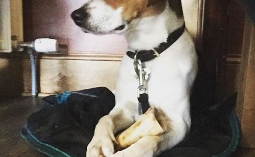 First time in a pub and just chillin’ with ma bone – pic @shilohfoxhoundadventures_ at Buccleuch Arms Hotel, Melrose