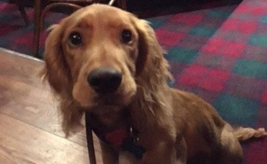 Here’s Cooper dug at the Hillend Tavern, nr Dalgety Bay – pic Sarah Cameron