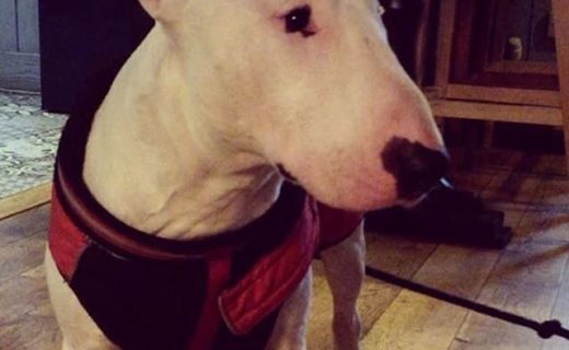 Here’s Milo in the Bobbin Bar, Aberdeen – pic @bobbinbar