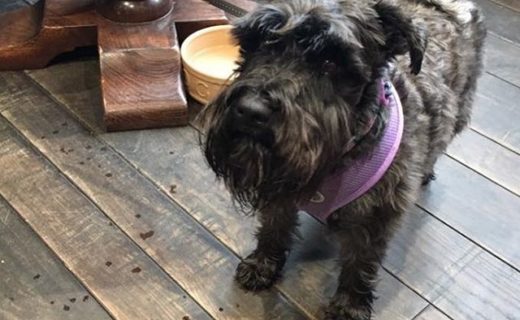 Here’s Molly enjoying her first visit to Hams Hame in St Andrews – pic Nicola Watson