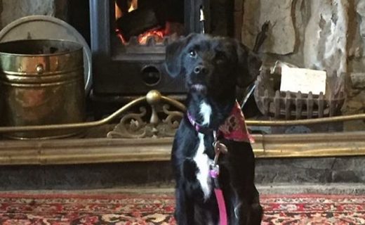 Indie enjoying a wee visit to The Drake in Glasgow – pic Alison Gold