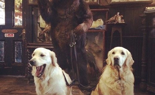 Skye & Oscar about to be walked by a bear. Only at The Drovers Inn, Inverarnan! – pic @goldenbrothers15⠀