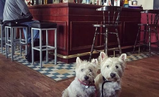 “Skye and Coll taking a well earned break in the Newcastle Arms, Coldstream after a morning walk around Hirsel Estate” – pic Elaine Reid