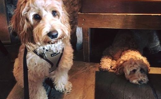 Ted and Chloe at the Joiner’s Arms near Alnwick – pic from Elaine Drake