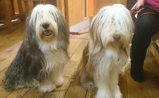 Twa Dugs at the Black Isle Bar, Inverness – pic @blackislebar