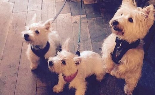 Twins Ronnie and Reggie with Uncle Junior (at @BrewdogNewc) – pic from Lee Watkinson