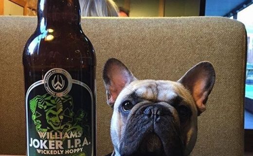 Xavier the dug at The Kelbourne Saint in Glasgow – pic @xavthefrenchie⠀