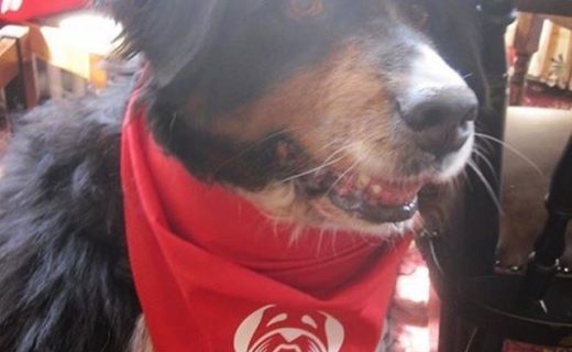 Ailsa in The Balloch Hotel as part of the Bernese Mountain Dog Worldwide walk (Scottish contingent!) – pic from Alison Waters