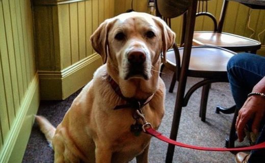 Alfie dug in the Berwick Brown Bear – pic @brownbearinn