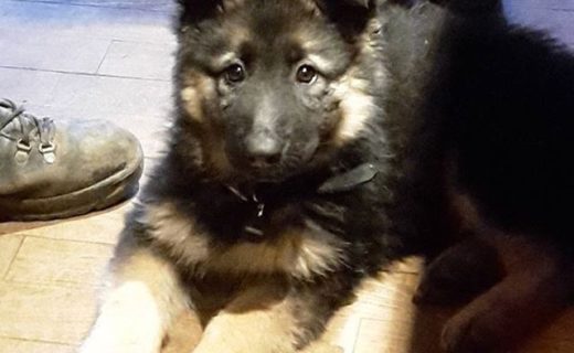 Freya the 10 week old German Shepherd pup in the Ericht Alehouse Blairgowrie – pic @theerichtalehouse