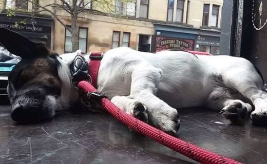 “Havin’ a braw wee kip in the windae” (at the Sparkle Horse, Glasgow) pic from Karen McBride