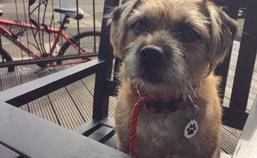 Here’s Misty Moo at the Livingston Inn – pic Mark Robertson