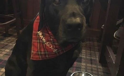 Here’s Shadow in the Village Inn, Dunblane – pic from Suzy Bellingham