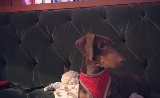 Little Rudi at the Quaich Bar in the Craigellachie Hotel, Speyside – from Sam Louden