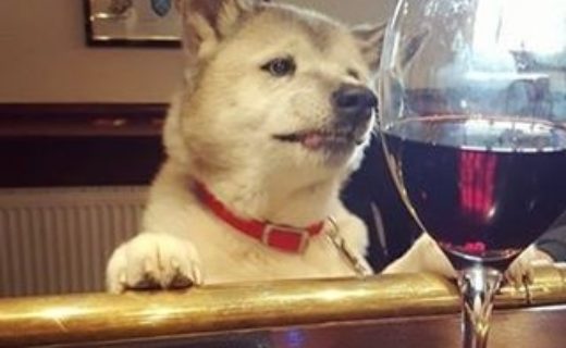 On the wine ? in The Holy Loch Inn, Sandbank near Dunoon – pic from Craig Wilson