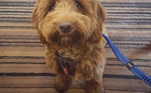 Shuggie in the Dog House in Balloch for his first pint – pic @shuggiepoo⠀