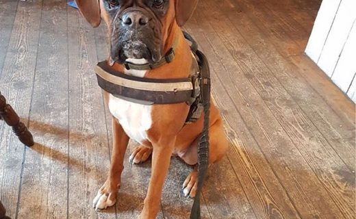 “Sora in The 78 in Finnieston, Glasgow on Saturday. It is very dog friendly!” from Pauline