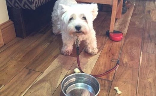 Wee Kirsty dug at The Shore at Carronshore for her birthday dinner – pic from Morag Carson