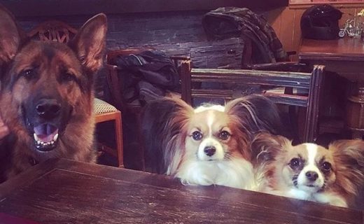 Clyde, Priya and Xena at The Leadburn  near Penicuik – pic @lfaulks81⠀