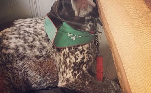 Freyja trying to find a comfy position in Brandon’s of Canonmills – pic @frey_yeah⠀