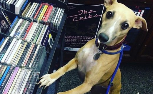 Here’s Dasher Dug checking out the CD’s in Europa Music, Stirling – pic @teamtallen⠀