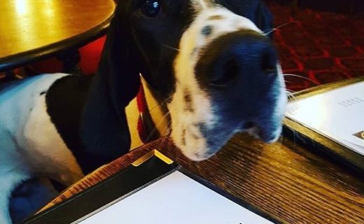 Here’s Kobi out for dinner at the Flotterstone Inn – pic @kobi_pointer