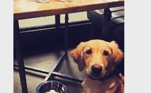 Here’s Levi in Drygate, Glesga – pic @levithescottishgolden