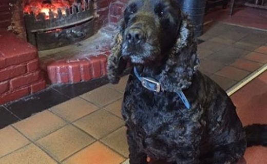 Olly enjoying the cosy fire at the Culbokie Inn, Black Isle – pic from Lesley Taylor