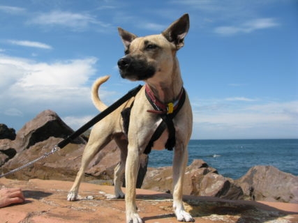 Dog Friendly Pubs Settle North Yorkshire Dog Friendly Pubs Settle North Yorkshire