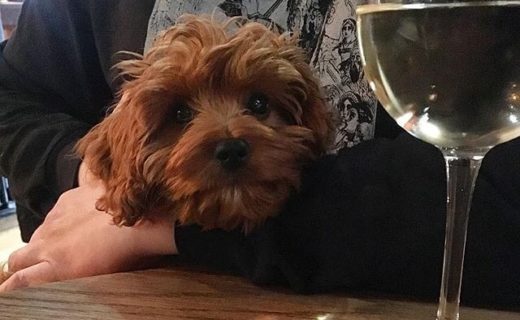 Wee Archie on his first pub outing (at Hector’s Stockbridge) – pic @archiecavapoo⠀
⠀