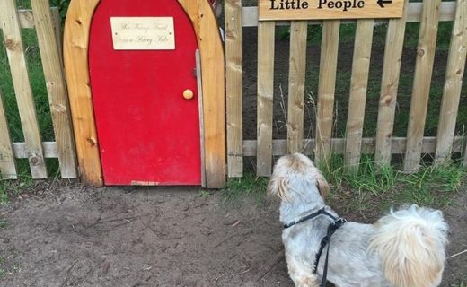 Bailie Dug looking for Fairies at Archerfield Walled Garden, East Lothian
