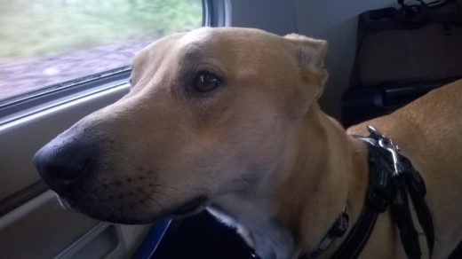 Diesel from Jedburgh