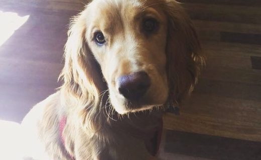 Here’s Cooper in The Espy, Portobello for breakfast 🍳- pic @superdupercooper2016