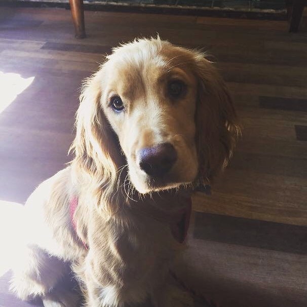 Here's Cooper in The Espy, Portobello for breakfast 🍳 pic