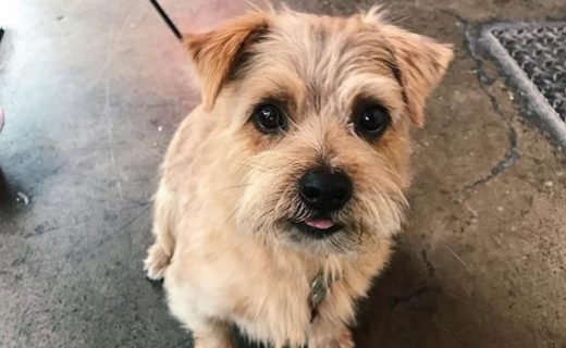 Here’s Wee Henry in BrewDog York – pic @brewdogyork