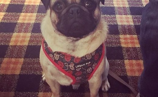 Out for dinner in the Sorn Inn – pic @pipparufuspugs⠀