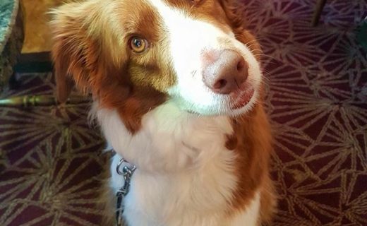 Ruby’s first visit to the Ship Inn, North Berwick – pic Sandra Gee