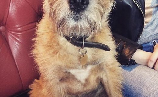 Rudy chilling in The Dreadnought Leith – pic @gilliana83⠀