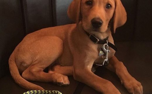 Wee Bruce in The Sugar Boat, Helensburgh – pic @sugarboat30⠀