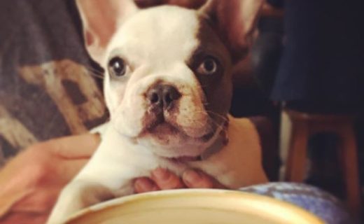 A Wee Dug and a big coffee at The Ox – pic @dorothyanddexter⠀
