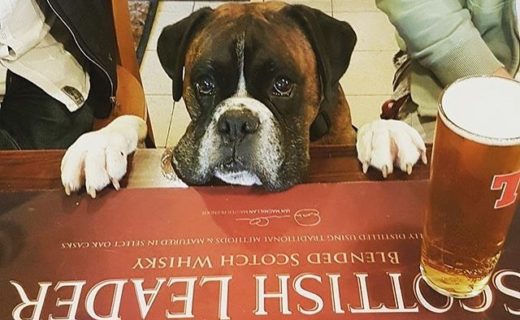 Down here pal! Diesel waiting to get served in The Corner Bar, Lochwinnoch – pic @dieseltheboxerdog⠀