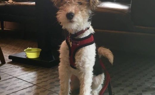 Here’s 18 week old Frankie in The Sugar Boat in Helensburgh – pic @sugarboat30⠀