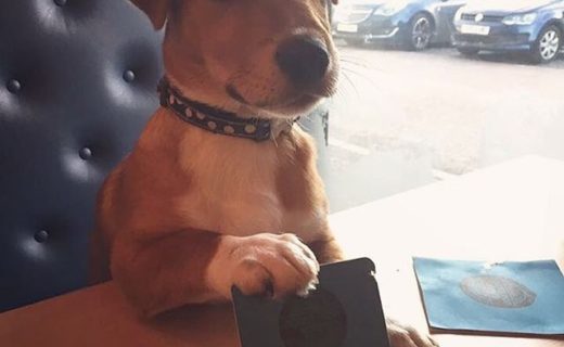Here’s Bert in Dogtap (Brewdog Ellon) – pic Scott Cruickshank
